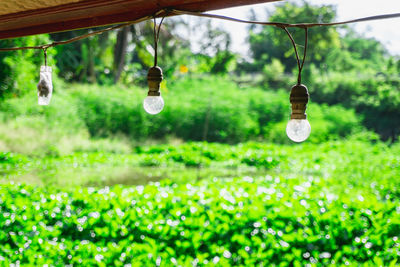 Close-up of light bulbs hanging from tree
