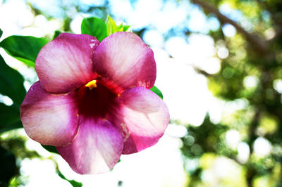 Close-up of pink flowers