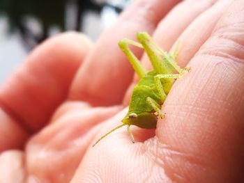 Close-up of hand holding leaf