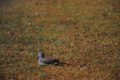 Animals on grassy field