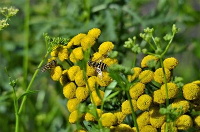 Close-up of yellow flowering plant