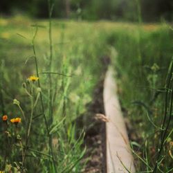 Plants growing on field