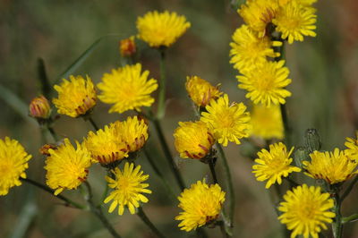 Close-up of yellow flower