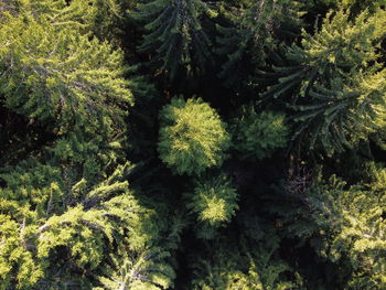 High angle view of pine tree in forest