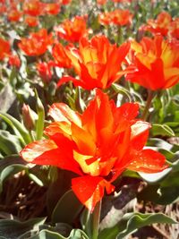 Close-up of red flowering plant