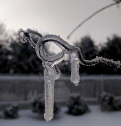 Close-up of frozen tree against sky during winter