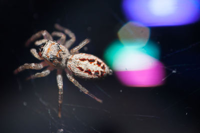 Close-up of spider