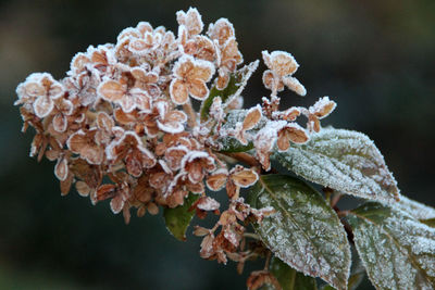 Close-up of flowers