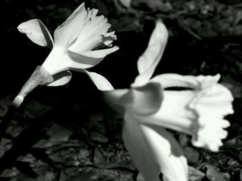 Close-up of white flower blooming outdoors