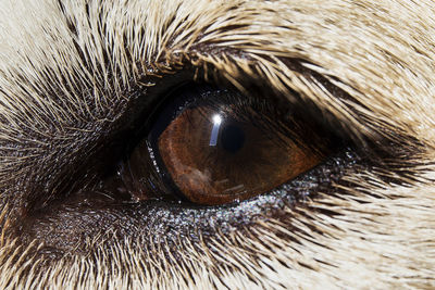 Close-up of dog eye