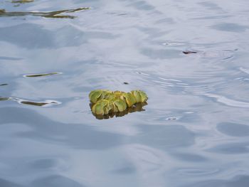 High angle view of turtle in sea