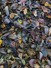 Full frame shot of dry leaves on field