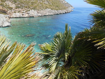 High angle view of palm tree by sea