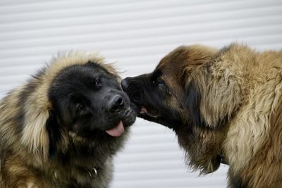 Close-up of two dogs