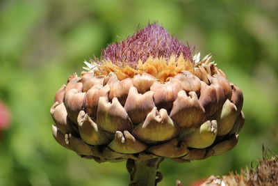 Close-up of purple flowering plant