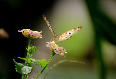 Close-up of insect on flower