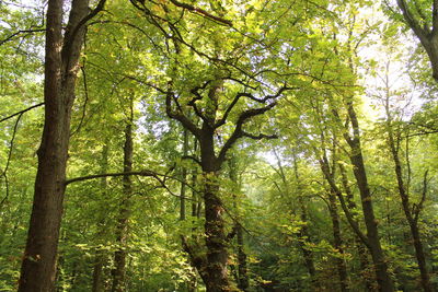 Low angle view of trees in forest