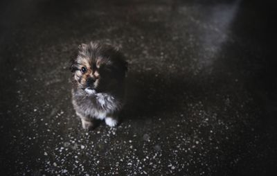 High angle portrait of a dog