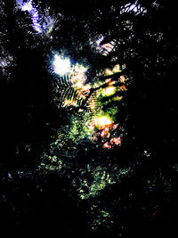 Low angle view of trees against sky at night