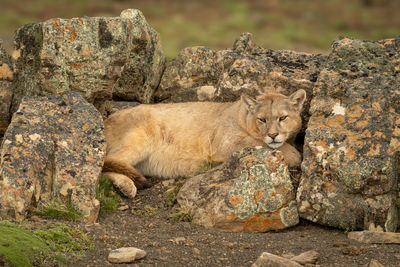 Close-up of lioness