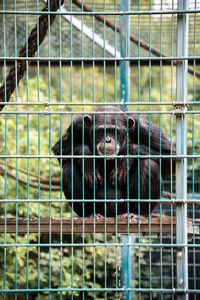 Close-up of monkey in cage at zoo