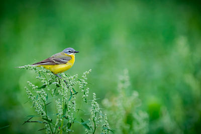 Close-up of bird perching on plant