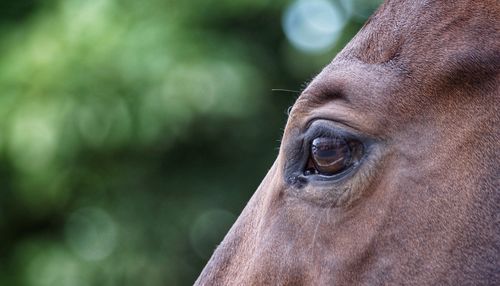 Close-up portrait of horse