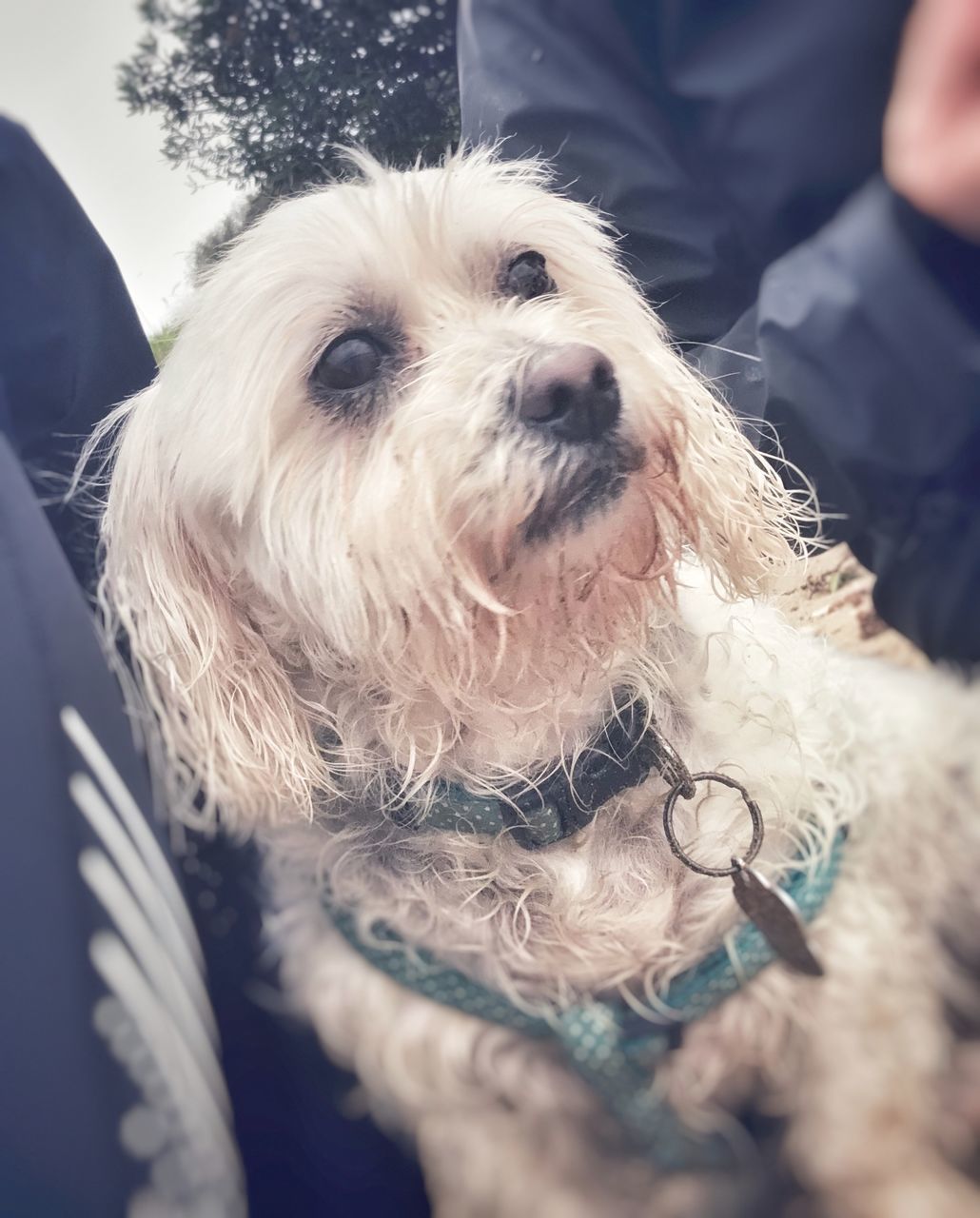 CLOSE-UP OF DOG STICKING OUT TONGUE IN MOUTH