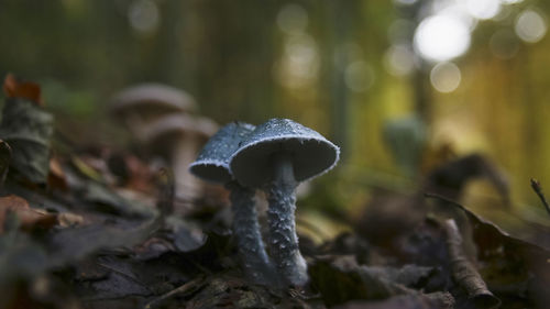 Close-up of mushroom growing outdoors