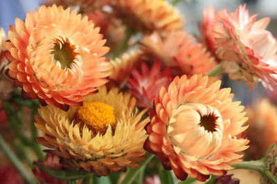 Close-up of yellow daisy flowers