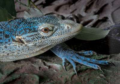 Close-up of lizard