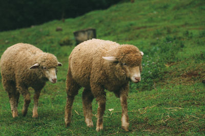 Sheep standing in a field