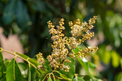 Close-up of flowering plant