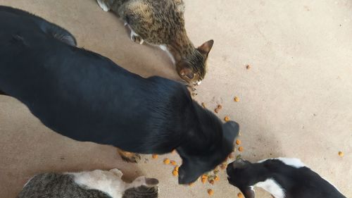 High angle view of black dog