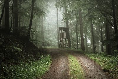 Road amidst trees in forest
