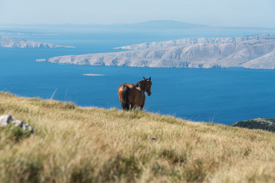 View of a horse in the sea