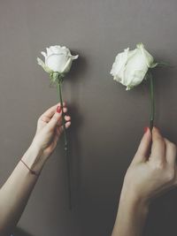 Close-up of hand holding rose over white background