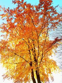 Low angle view of tree against orange sky