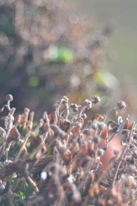 Close-up of flowering plants on land