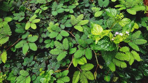 Full frame shot of leaves on tree