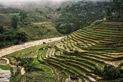 High angle view of rice paddy