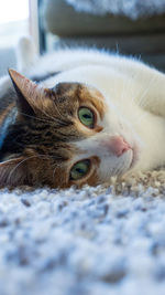 Close-up of a cat