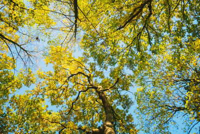 Low angle view of autumn trees against sky