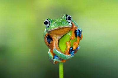 Close-up of tree frog on leaf