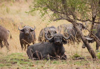 Water buffaloes on field against sky