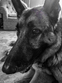 Close-up of a dog looking away