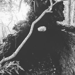 Low angle view of tree trunk