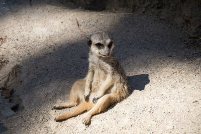 High angle view of meerkat sitting on field