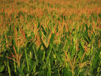 Close-up of crops growing on field