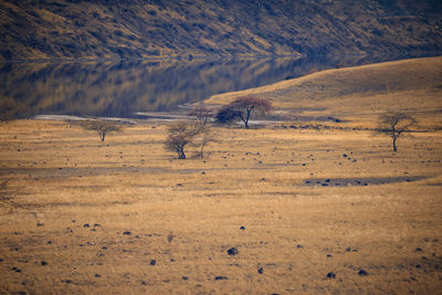 View of a desert, lake magadi, kenya 